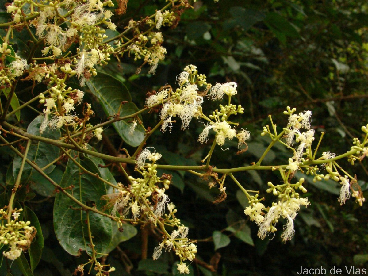 Archidendron bigeminum (L.) I.C.Nielsen